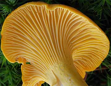 Chanterelle Mushroom - "Get Out There"